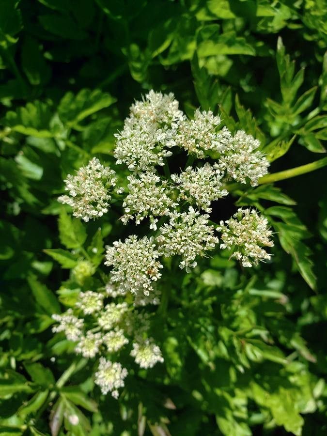 Oenanthe sarmentosa flower