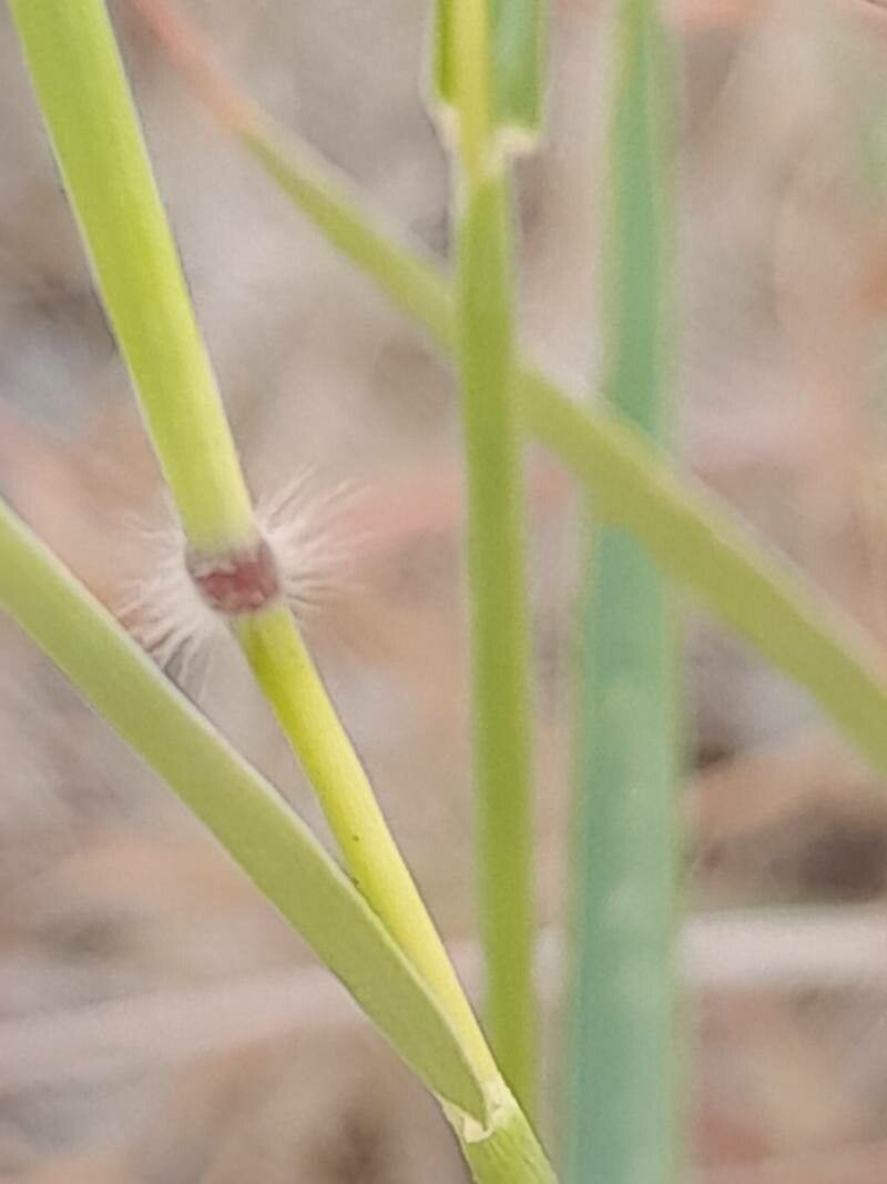 Dichanthium annulatum bark