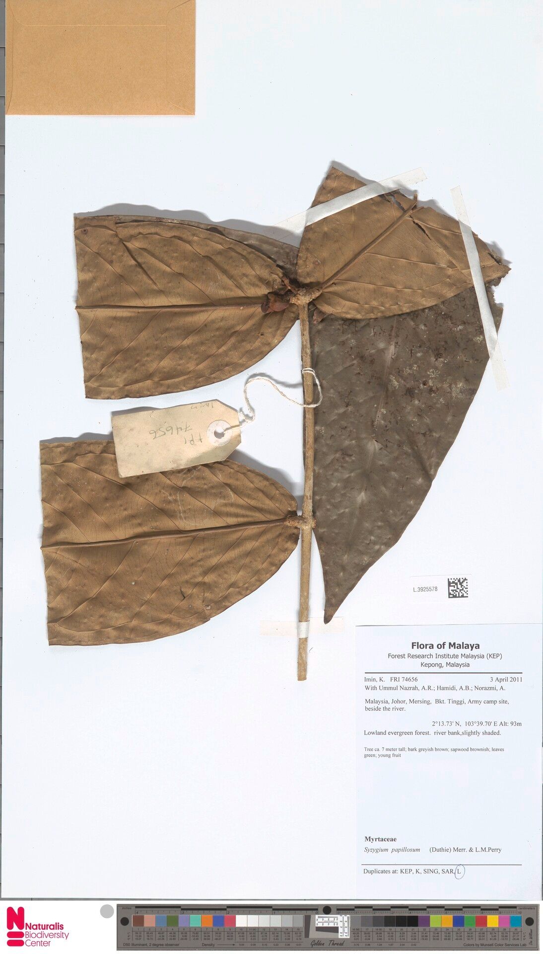 Syzygium papillosum — houseplant care guide