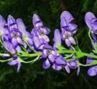 Aconitum plicatum — search result for 'Aconitum'