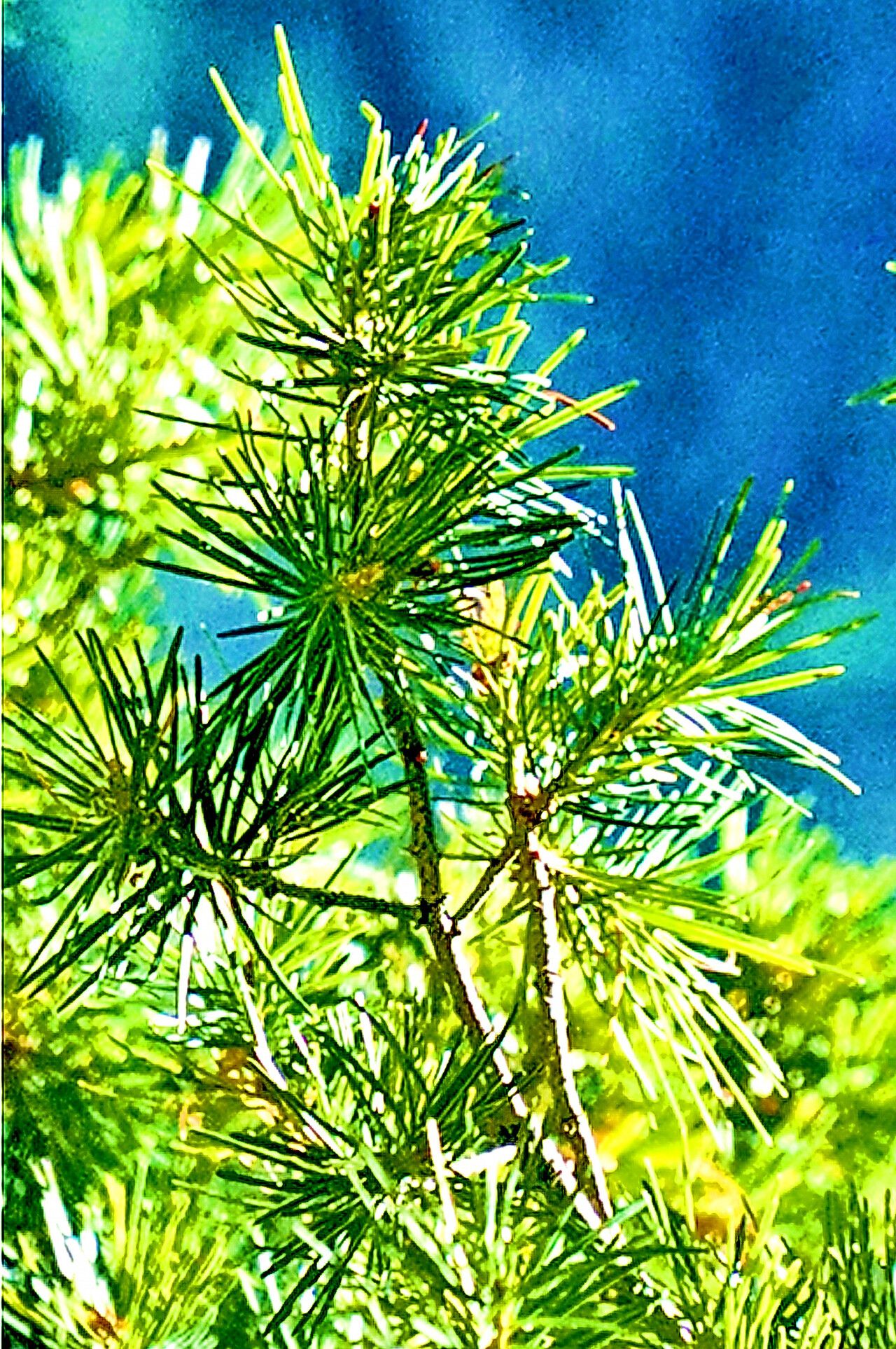 Pseudotsuga sinensis