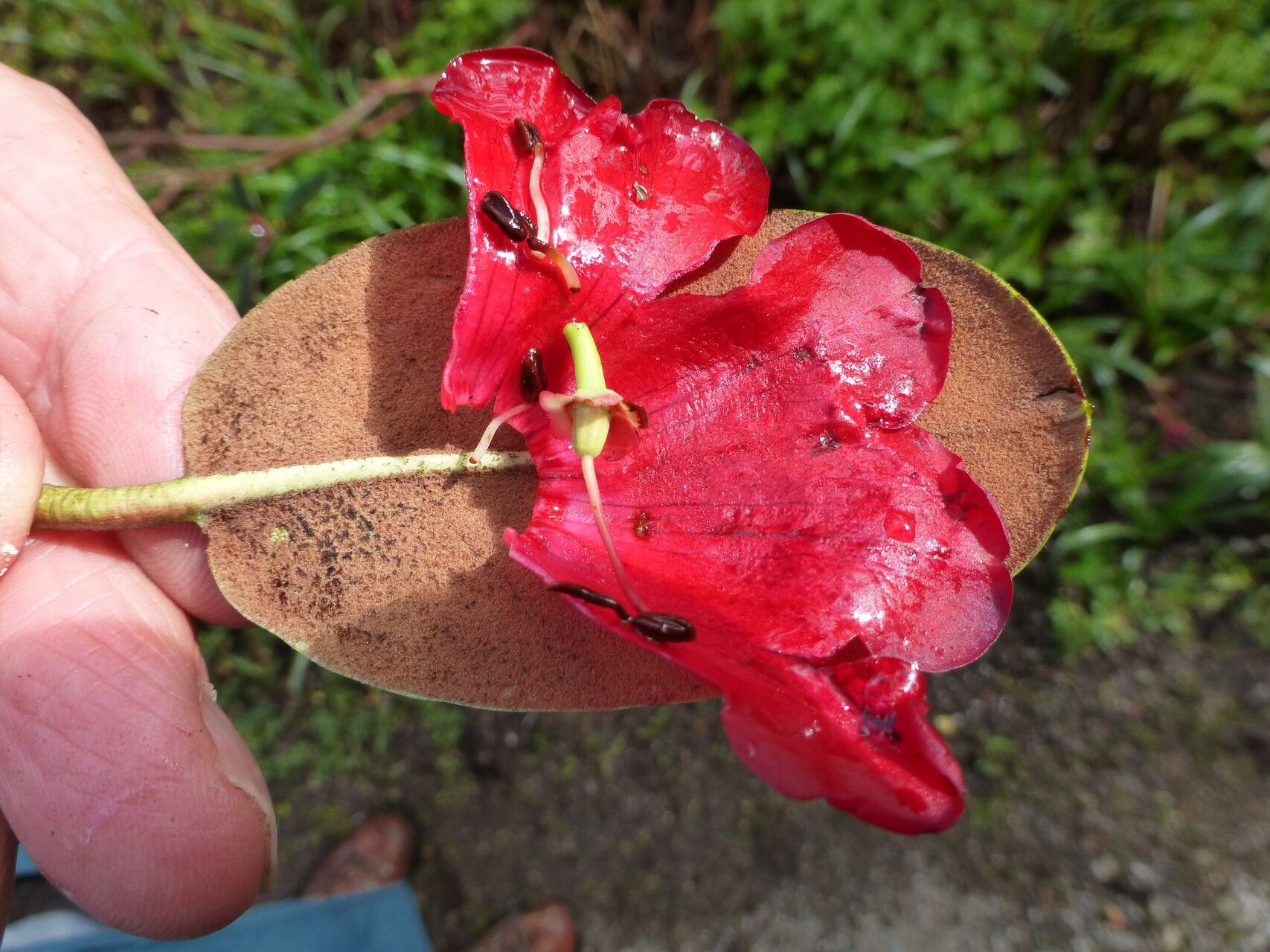 Rhododendron sherriffii flower