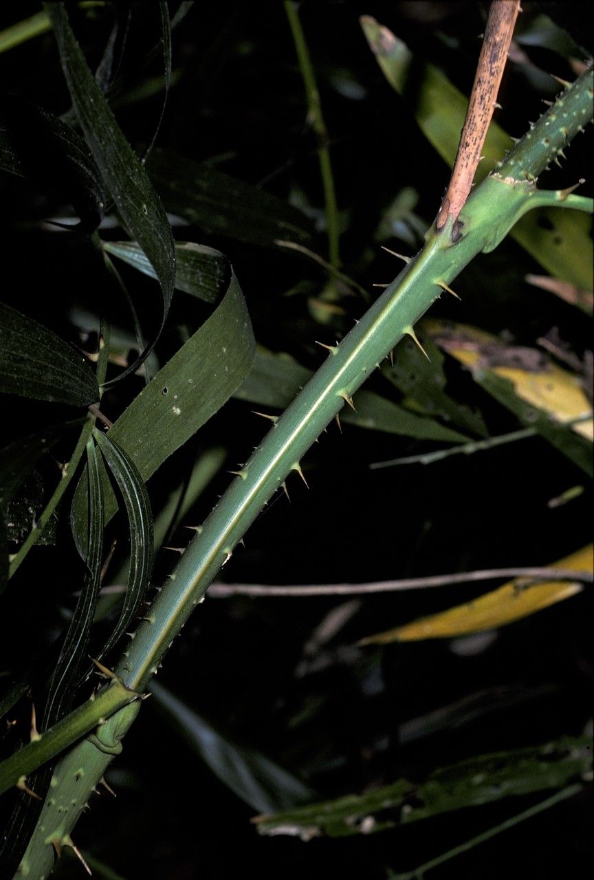 Calamus gracilis — houseplant care guide