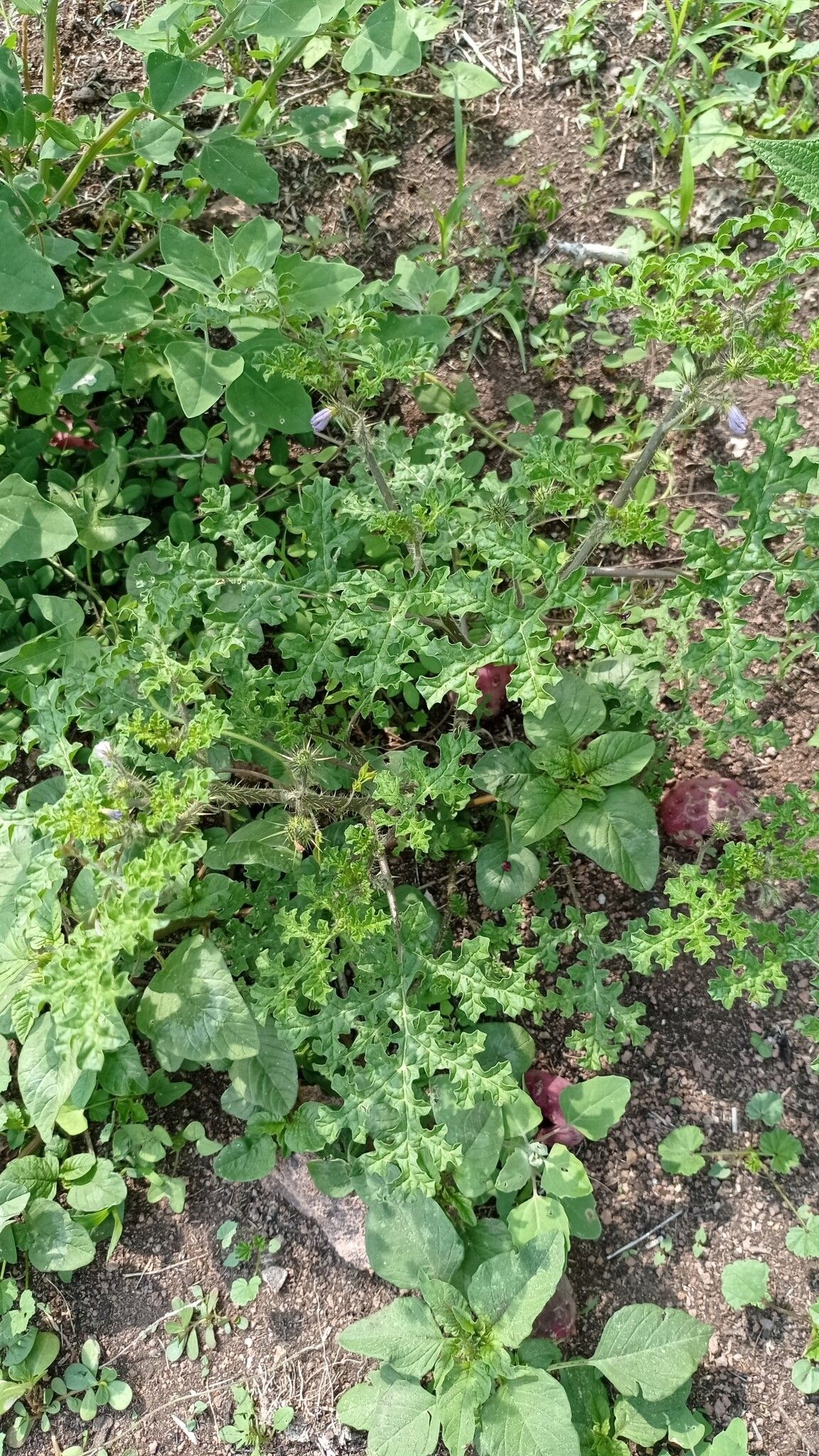 Solanum tribulosum habit