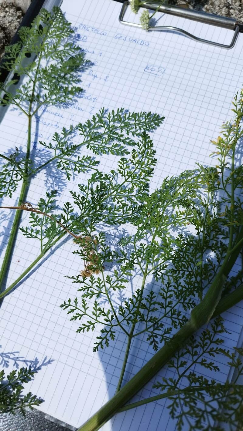 Athamanta sicula leaf