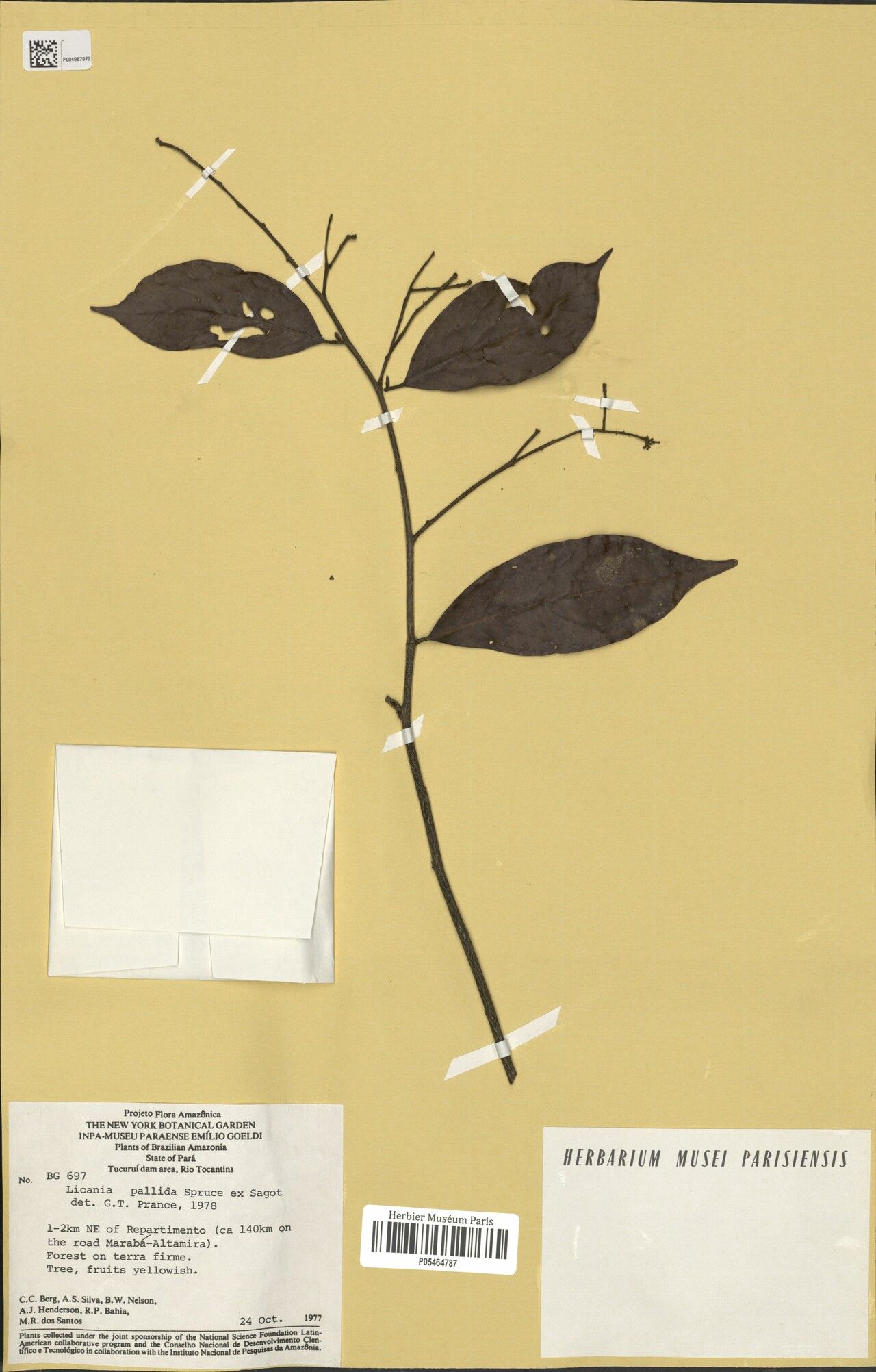 Licania pallida — houseplant care guide