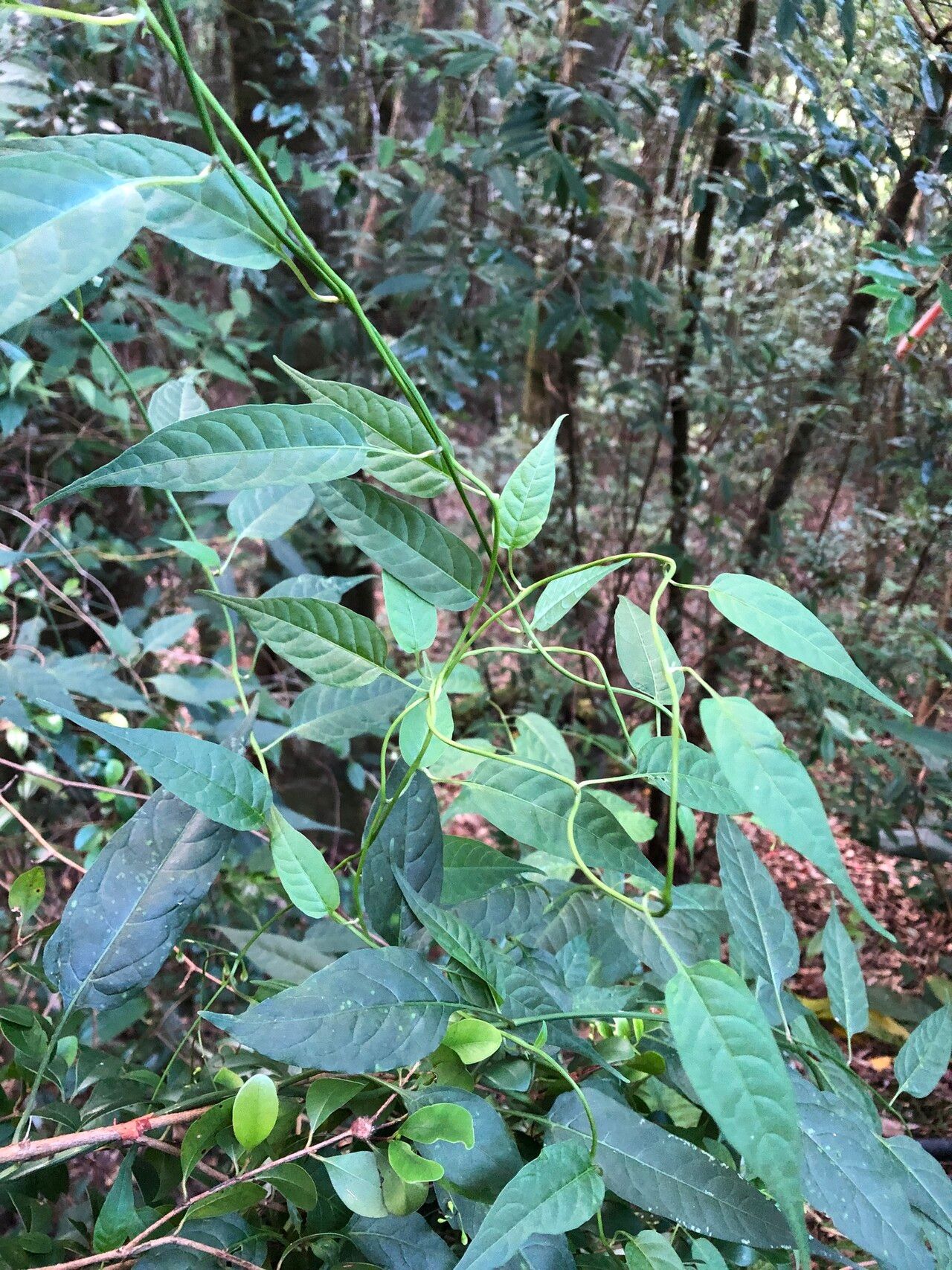 Solanum pittosporifolium — houseplant care guide