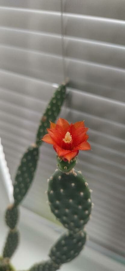 Opuntia quitensis flower