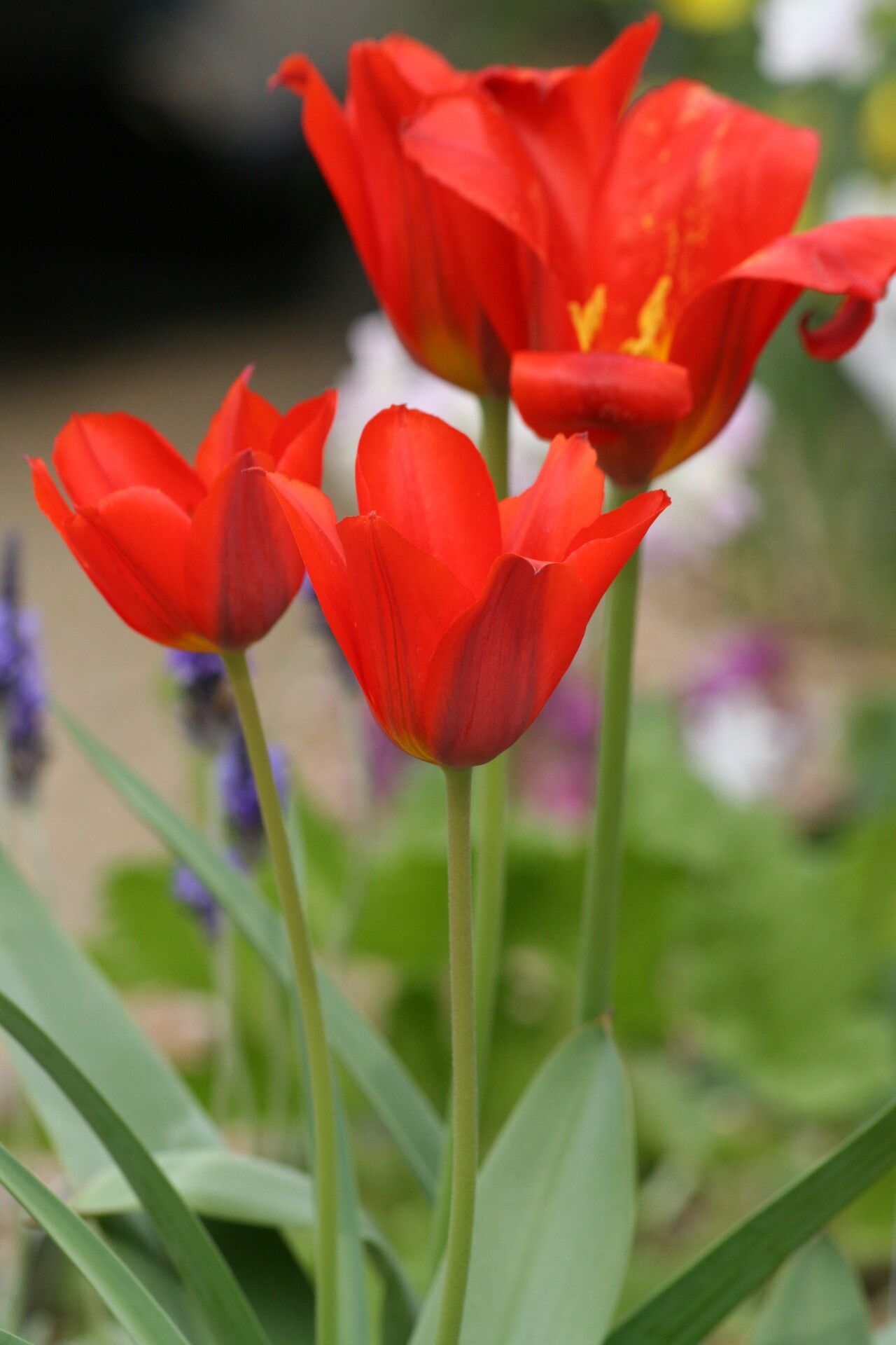 Tulipa vvedenskyi — search result for 'Tulipa'