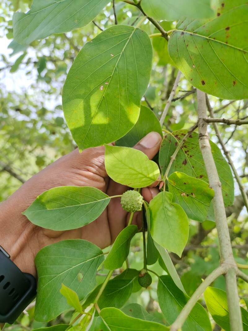 Mitragyna inermis fruit