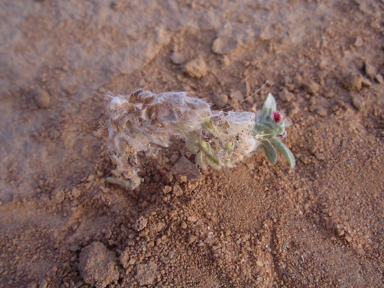 Indigofera berhautiana flower