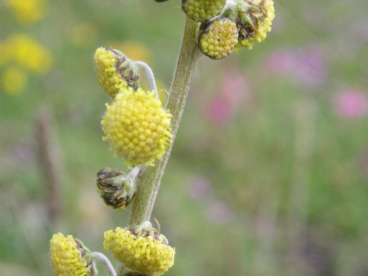 Artemisia atrata flower