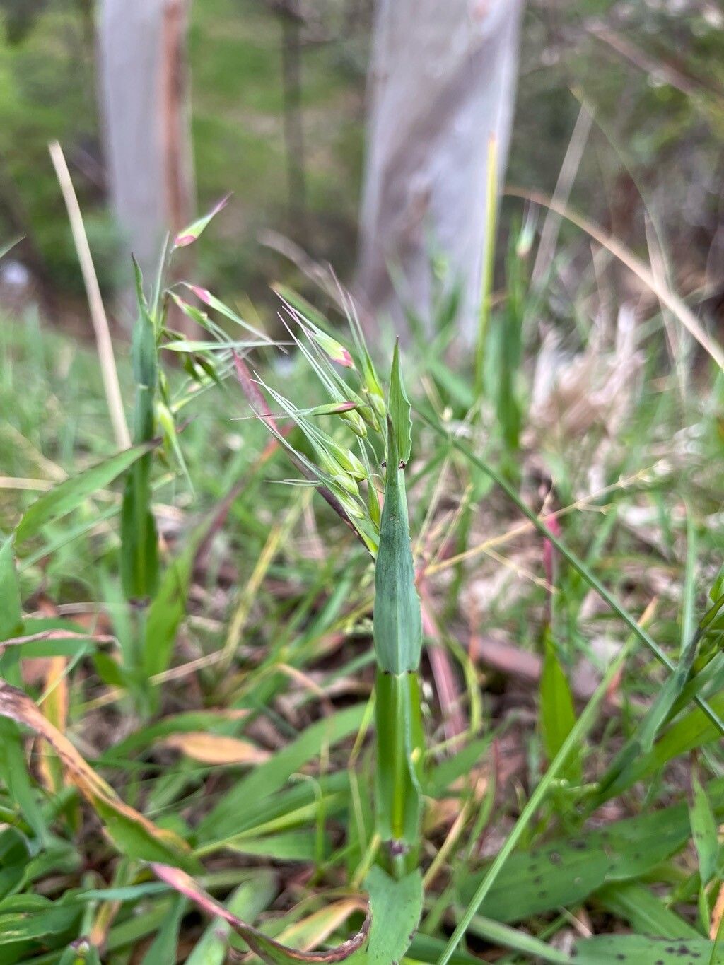 Ehrharta longiflora — related species from the same genus