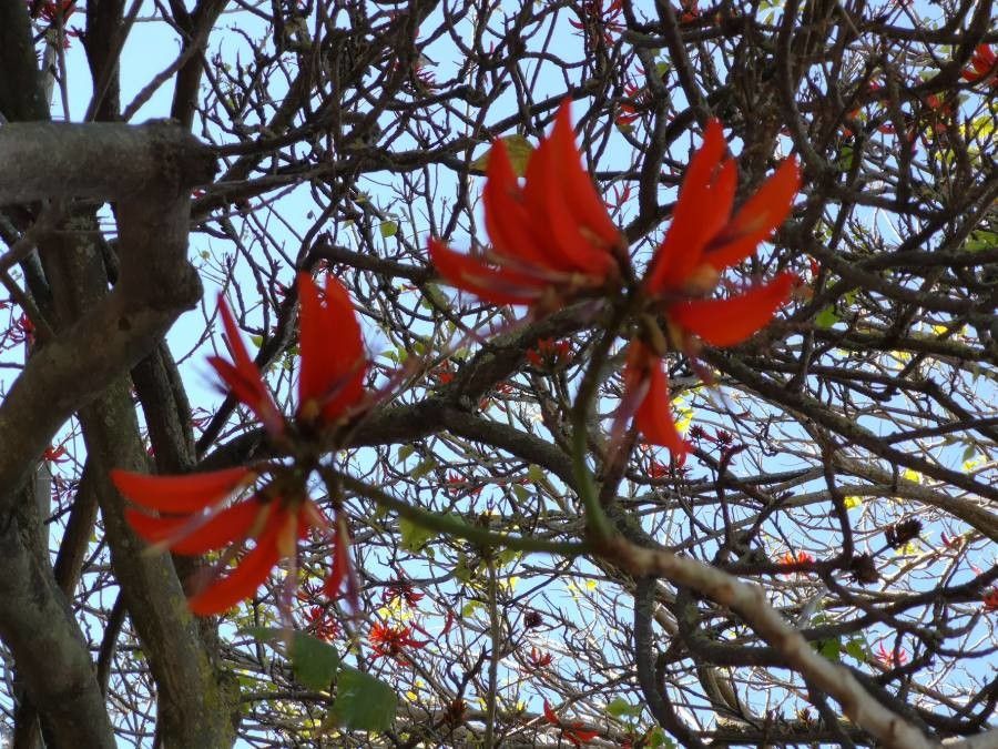 Erythrina variegata flower