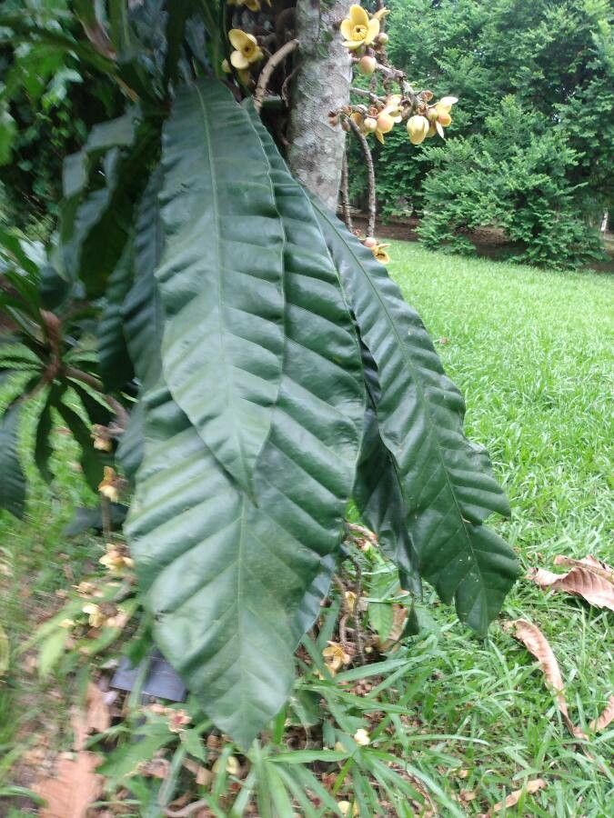 Grias peruviana leaf