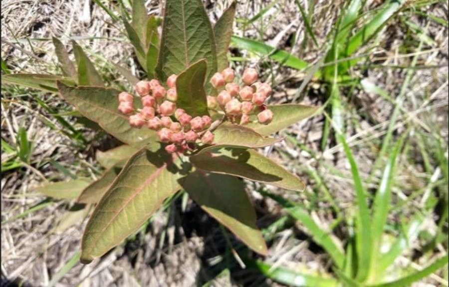 Asclepias viridis leaf
