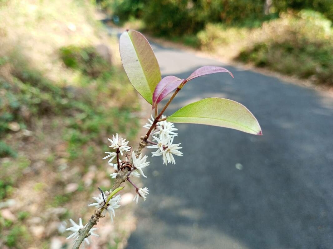 Chionanthus mala-elengi