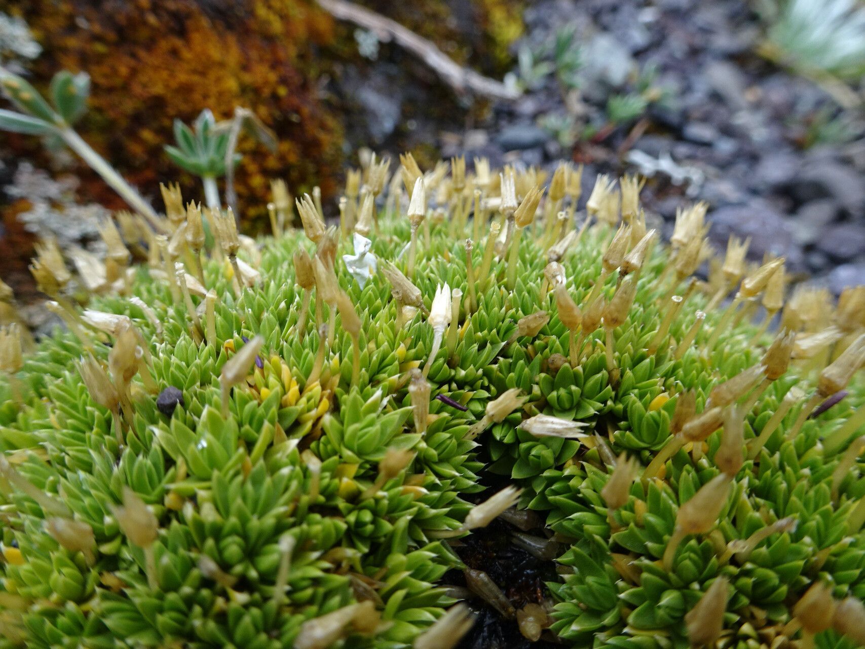 Arenaria nitida flower