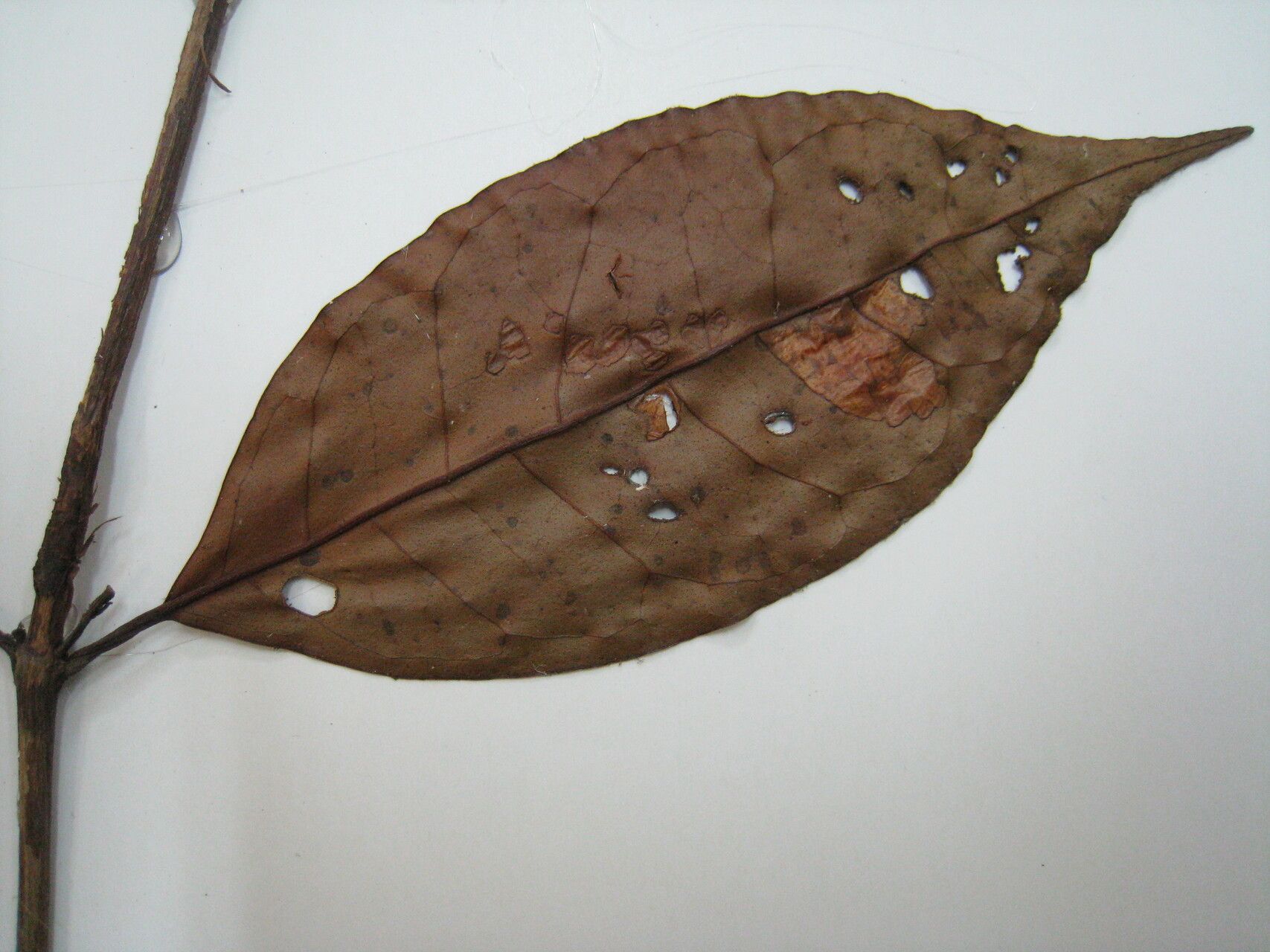 Vismia ramuliflora other