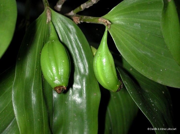 Dendrobium comatum fruit