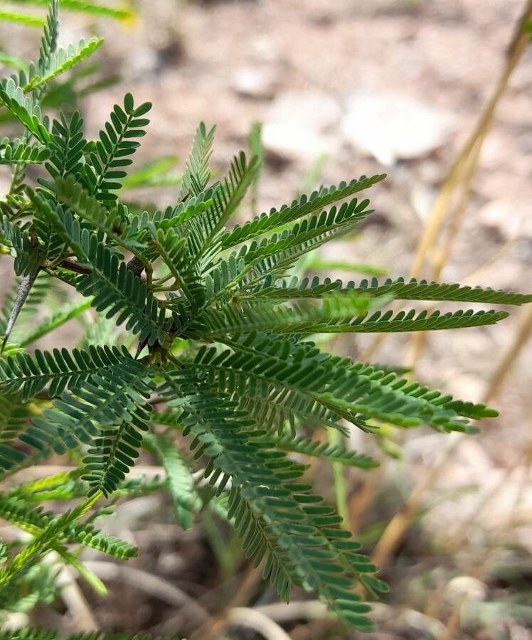 Prosopis torquata — search result for 'Prosopis'