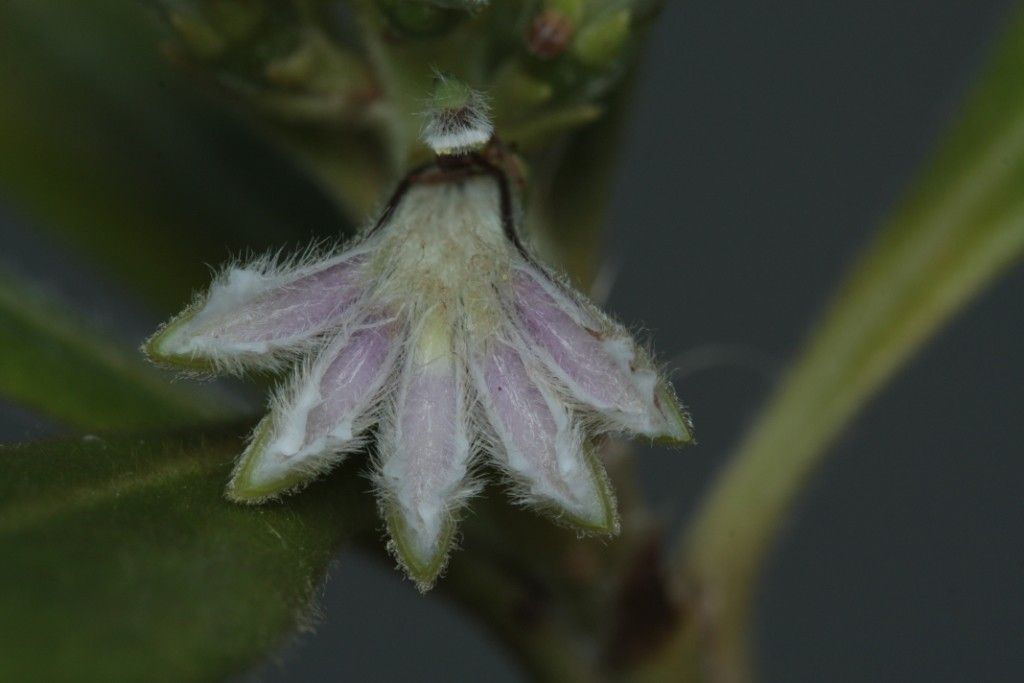 Scaevola balansae — related species from the same genus