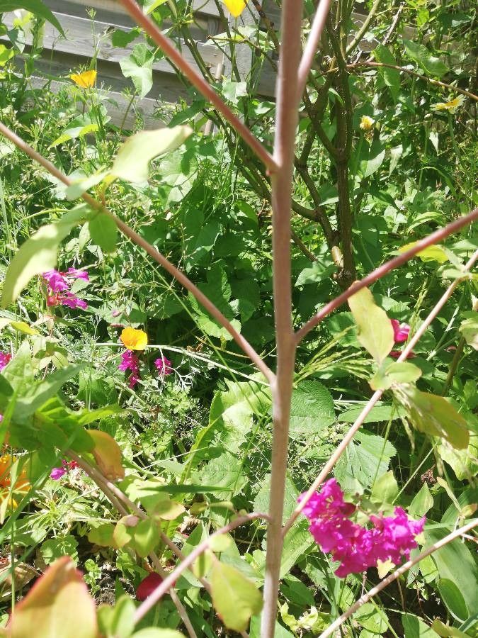 Clarkia unguiculata bark