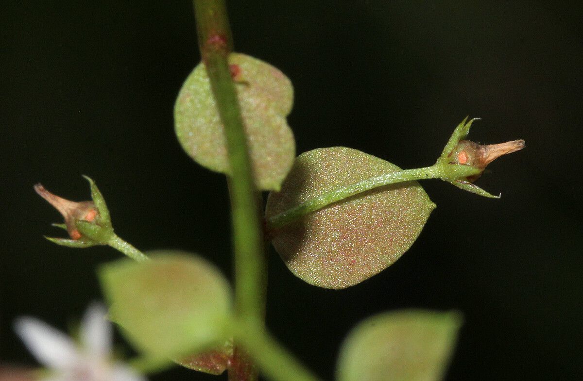 Lysimachia barbata flower