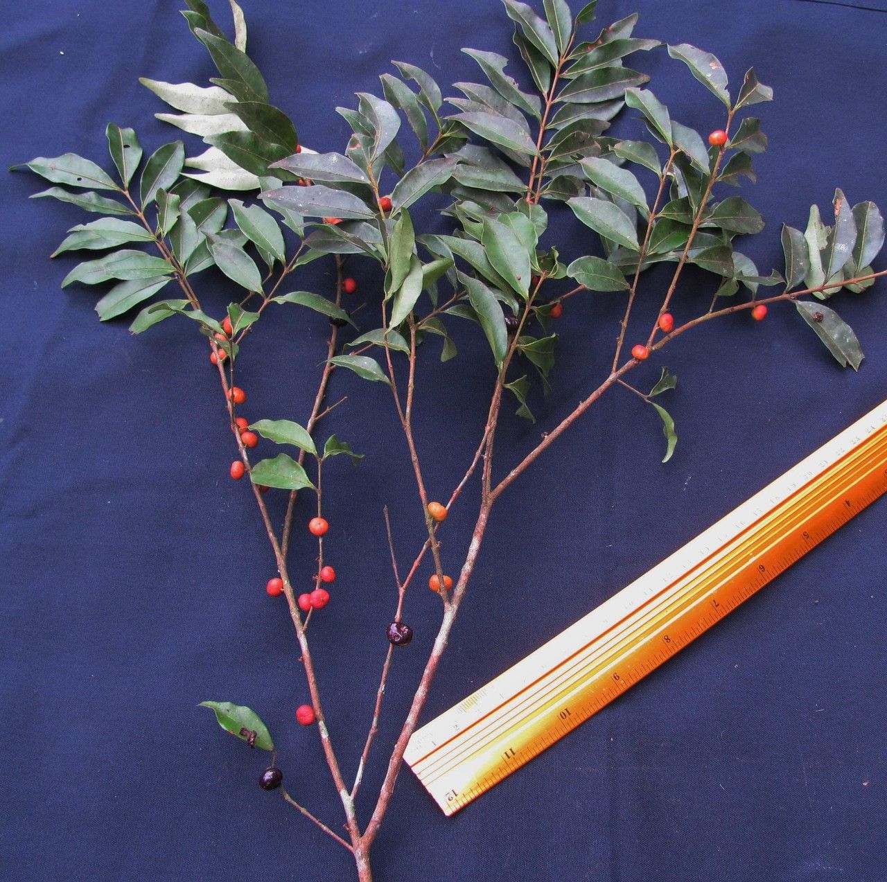 Eugenia pittieri other