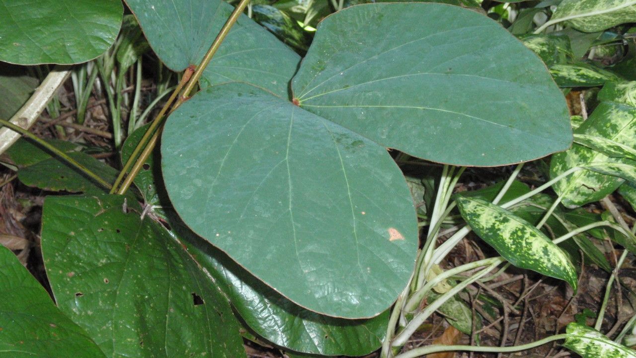 Bauhinia vahlii leaf