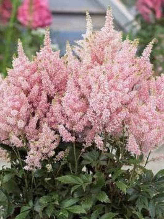 Astilbe simplicifolia — search result for 'Astilbe'