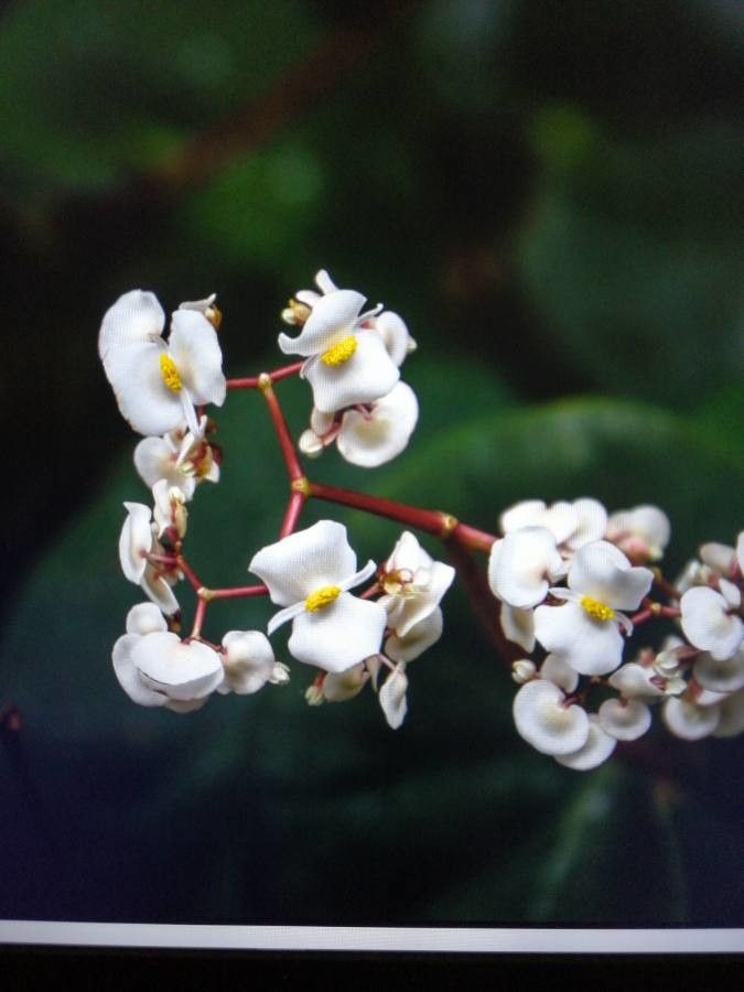 Rinorea deflexiflora flower