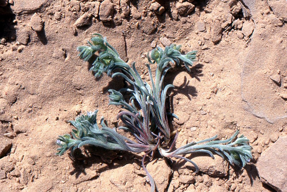 Lappula spinocarpos — related species from the same genus