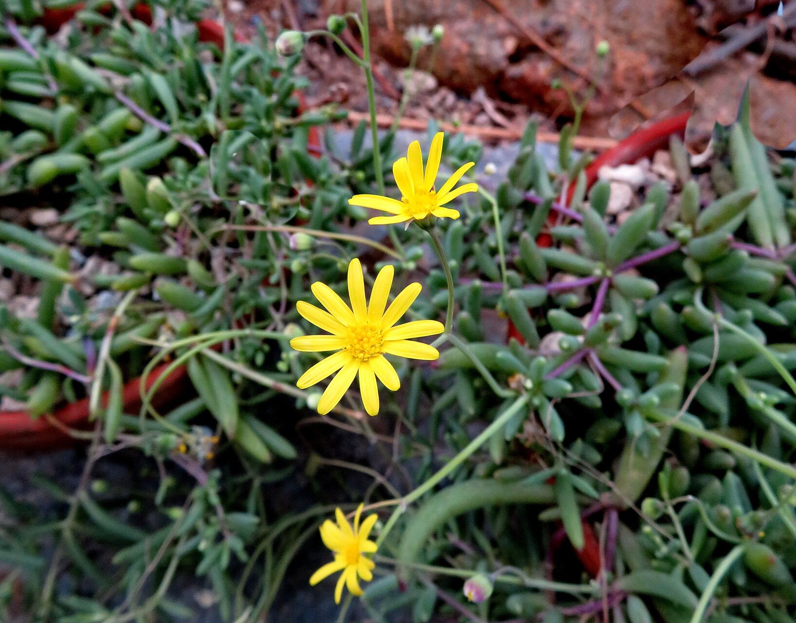 Crassothonna capensis flower