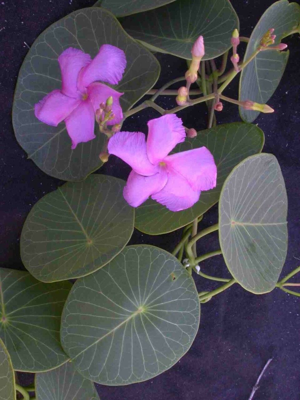 Stipecoma peltigera — search result for 'Laos'