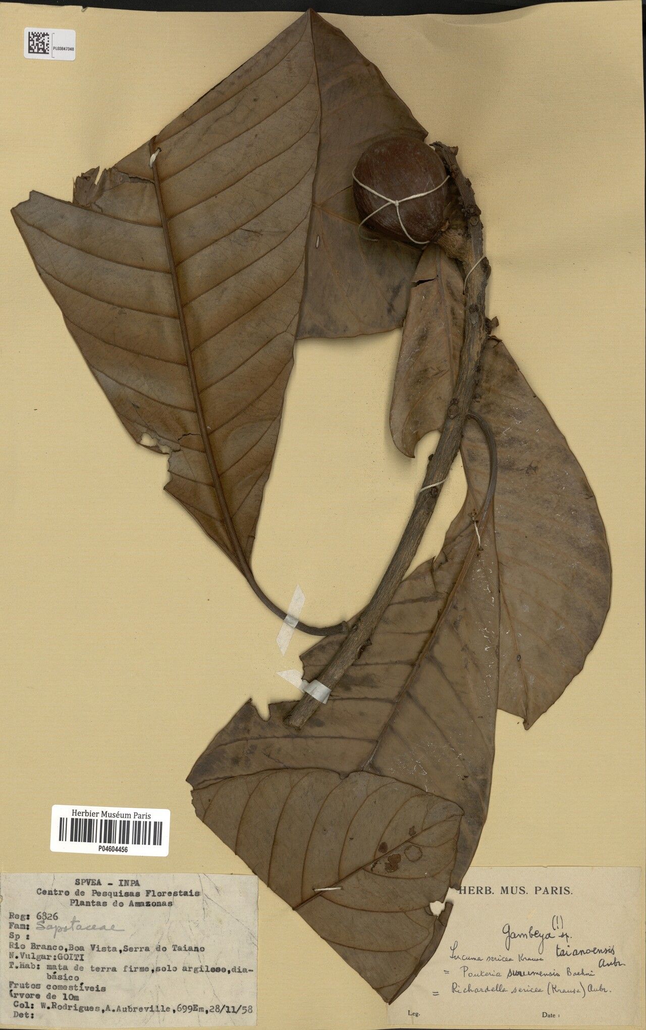 Pouteria surumuensis fruit