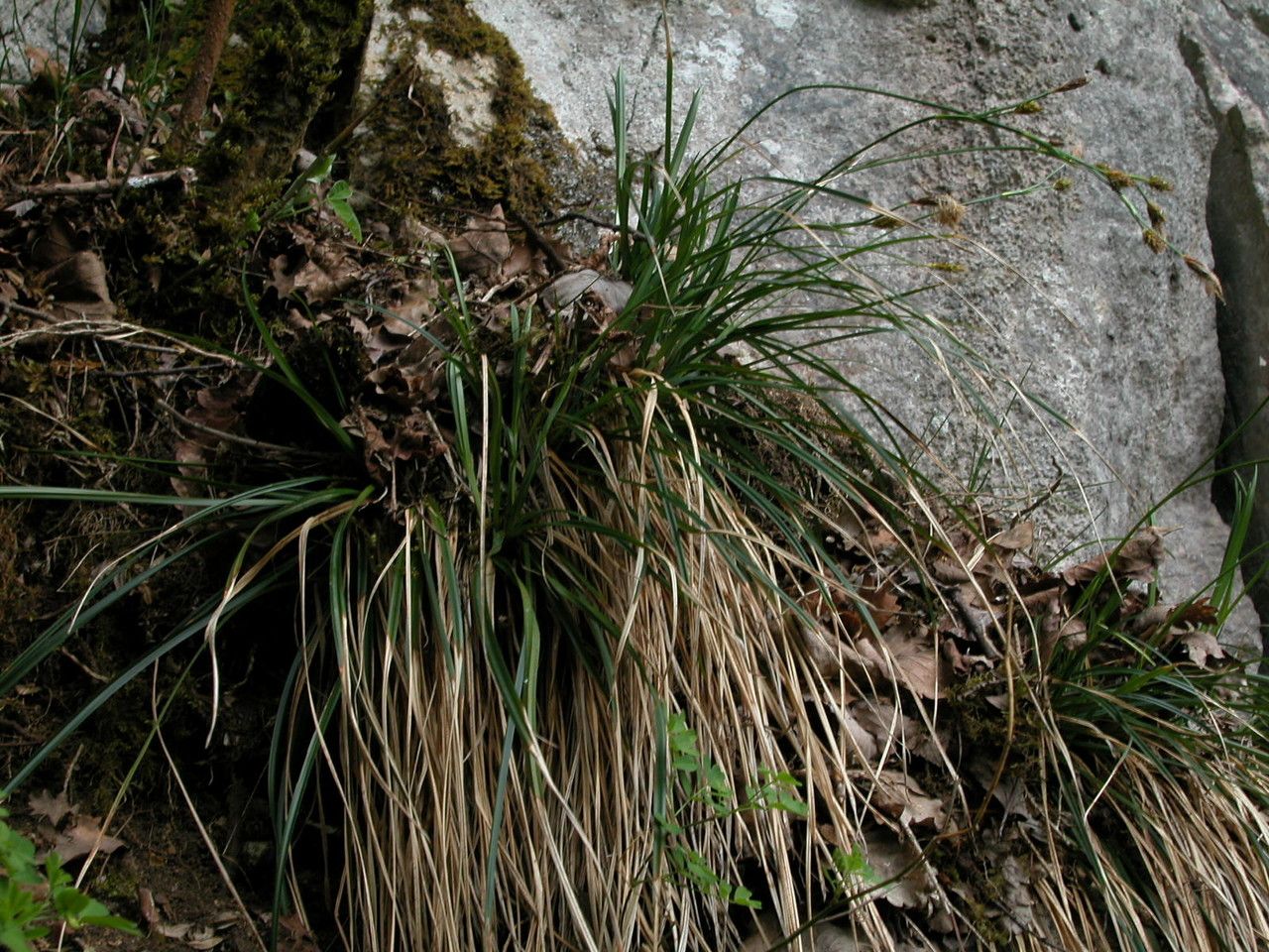 Carex brevicollis habit
