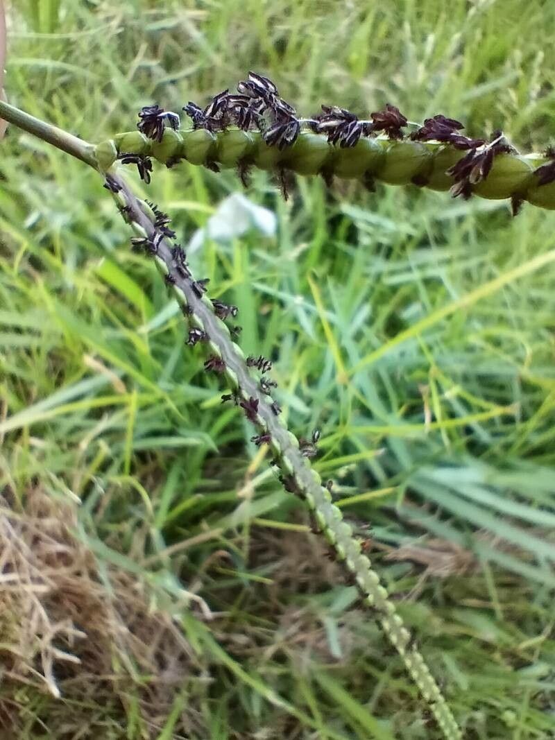 Paspalum notatum flower
