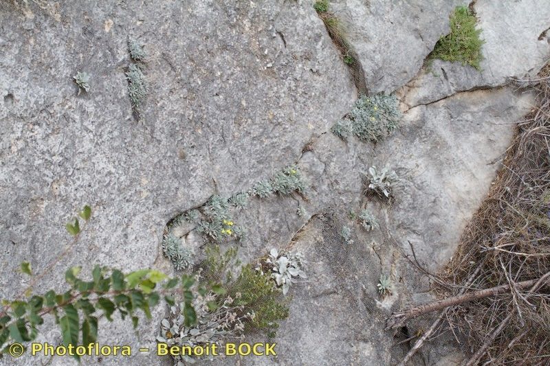 Fibigia triquetra — related species from the same genus