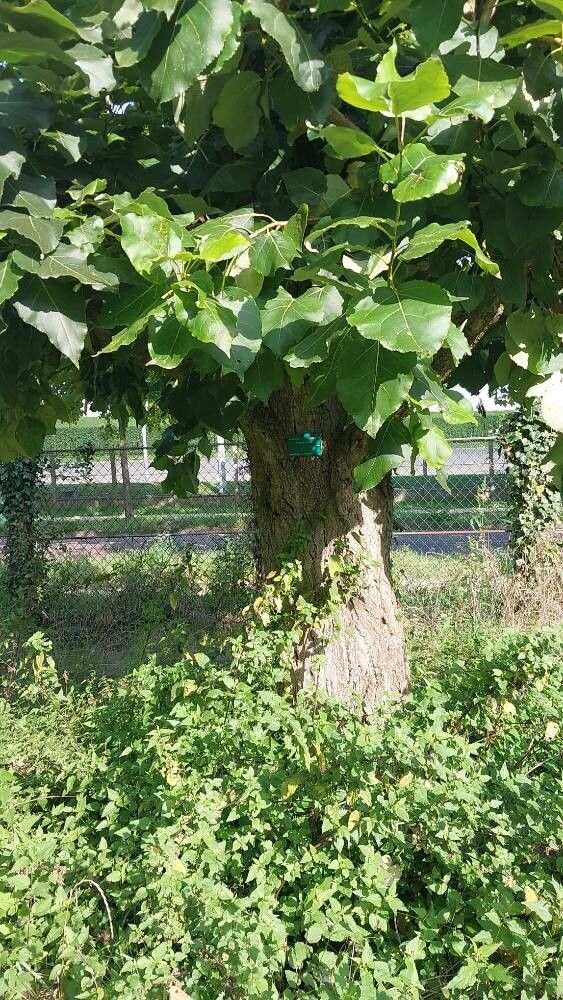 Populus laurifolia habit
