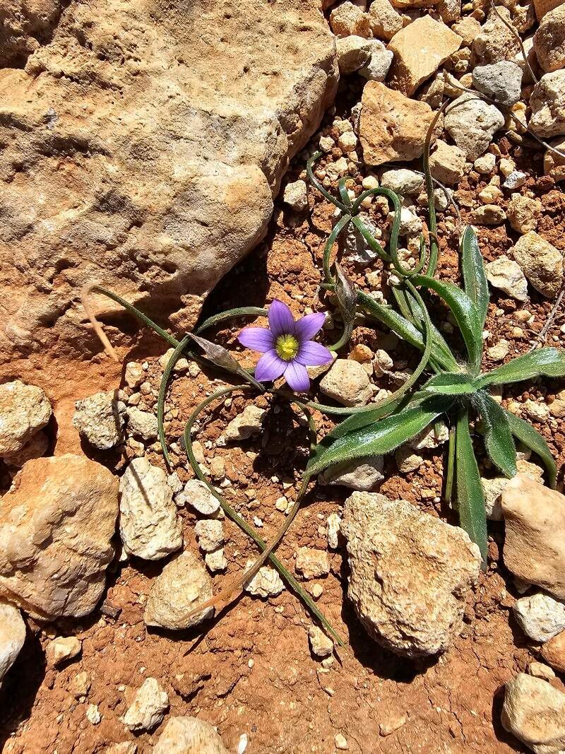 Romulea variicolor flower