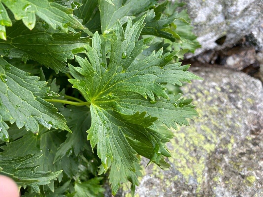 Delphinium oxysepalum — search result for 'Delphinium'