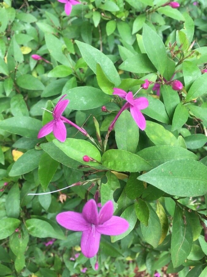 Pseuderanthemum laxiflorum flower