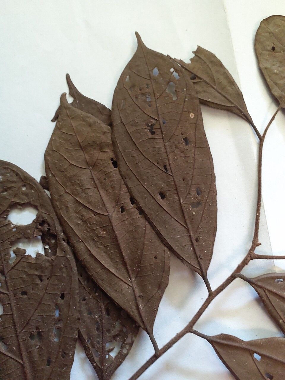 Ocotea percurrens — search result for 'Ocotea'