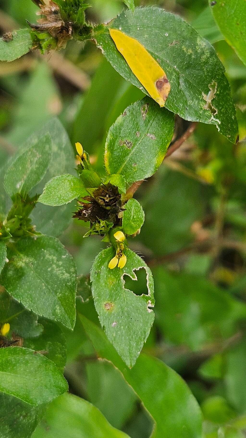 Calyptocarpus wendlandii flower