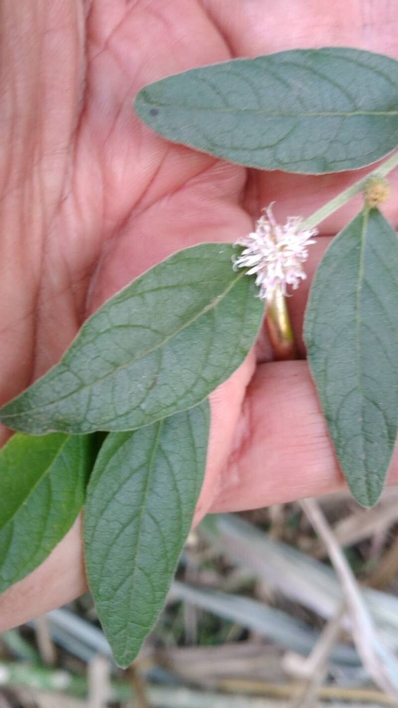 Lepidaploa arborescens flower