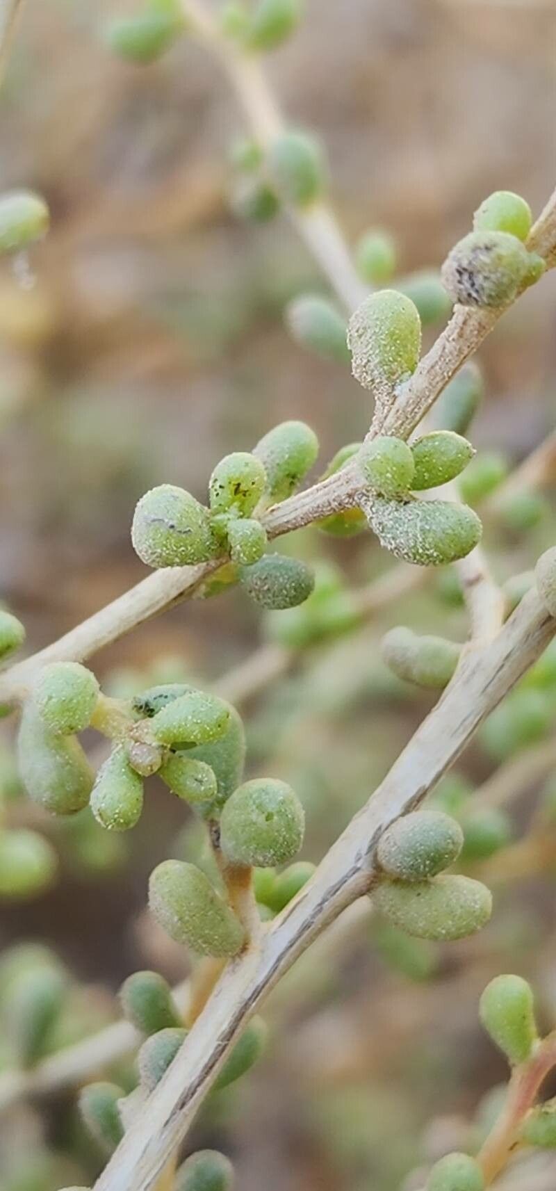 Salsola drummondii — related species from the same genus