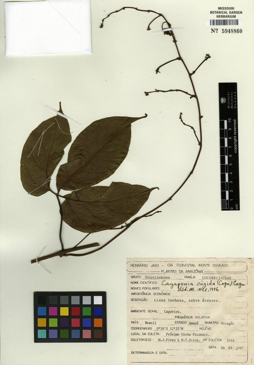 Cayaponia rigida other