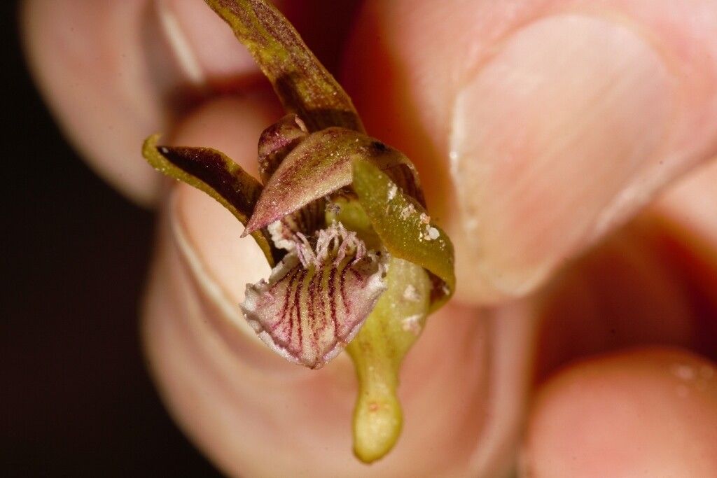 Eulophia nyasae flower
