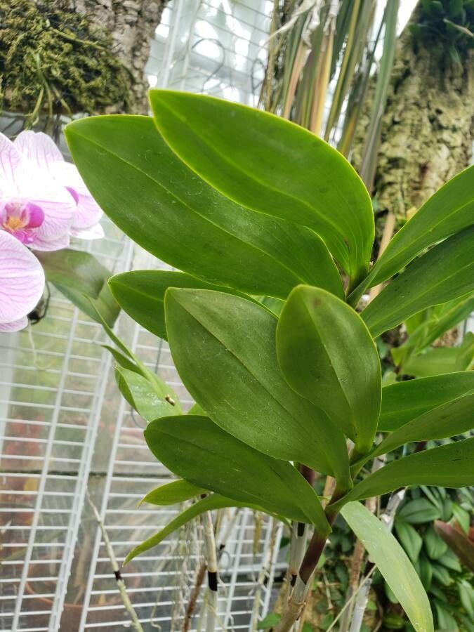 Epidendrum pseudepidendrum — search result for 'Epidendrum'